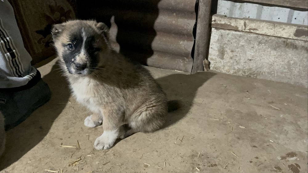 Продам  щенков Сао