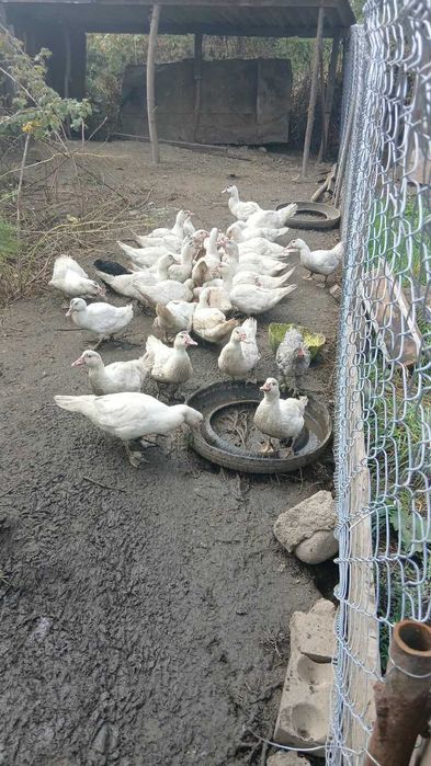 Продам утяжеленную индоутку
