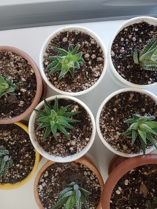 Хавортия ,маленькая ёлочка