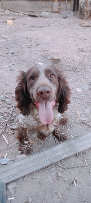 Спаниель Продам охотника