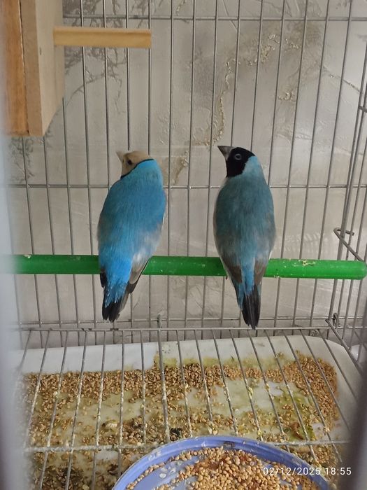 Privaznoy quwla sotladi