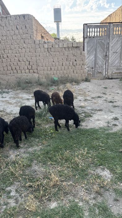 Quy baralar quchqorlar