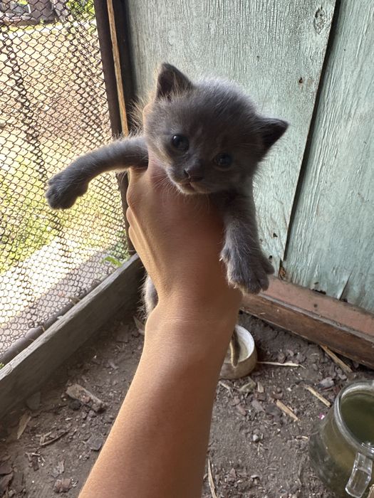 Котята беспалтно