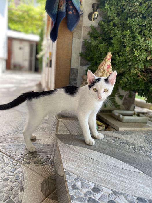 Малки котенца (спешно търсим дом)