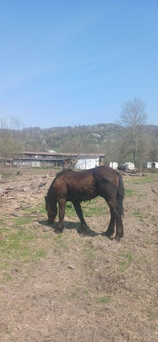 Manji de un an de vanzare