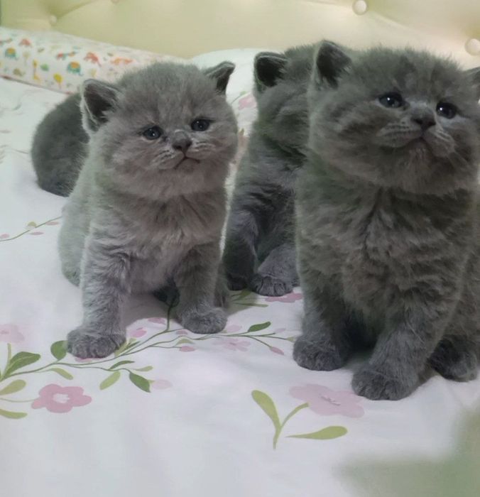 Продаются британские котята .