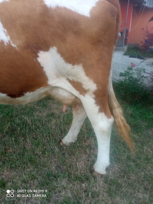 Vând vacă de patru ani