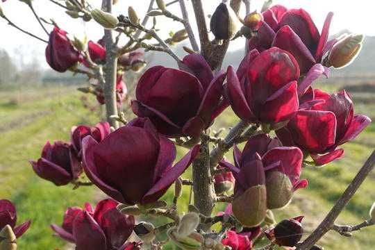 Magnolia purpurie susan mov  genie  stelata black tulip