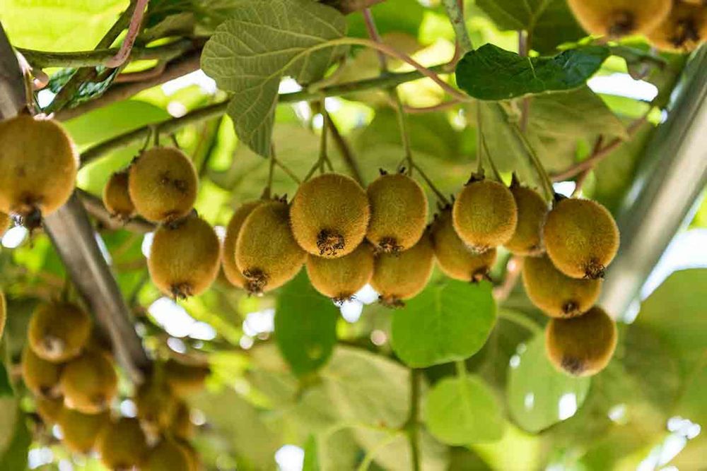 Pomi Exotici (Soiuri De Kiwi )