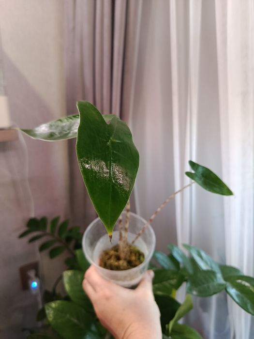 Продам комнатные цветы