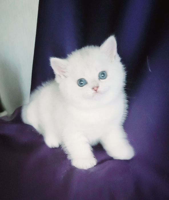 Серебристые шиншиллы