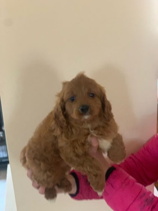 Cavapoo băiețel Red