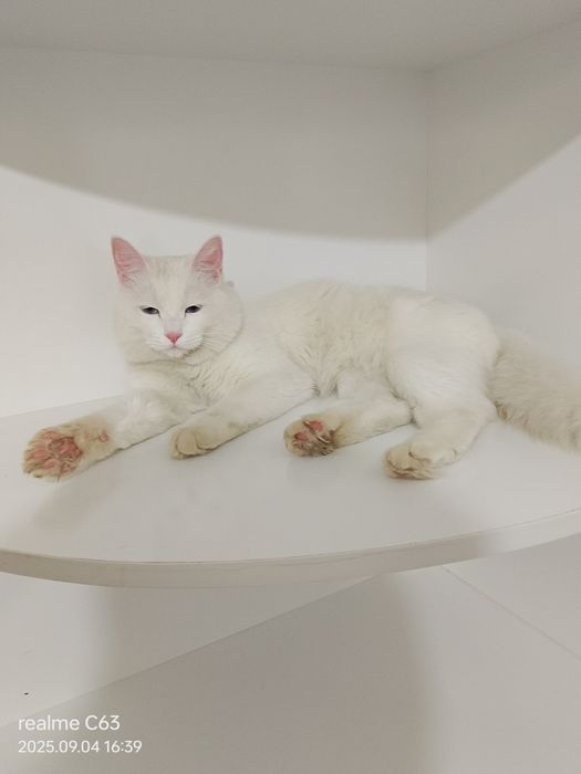 Вязка для нашего Кота