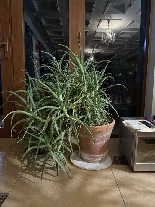 Продаётся огромный цветок алоэ