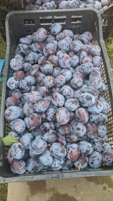 Vand prune atat pentru tuica cât si pentru consum, din livada proprie