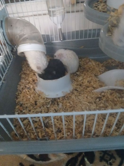 Vând hamsteri  pitici