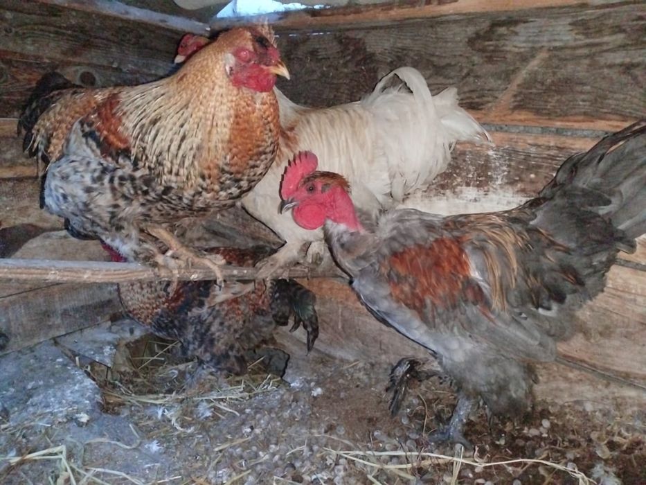 Продам петухов домашних