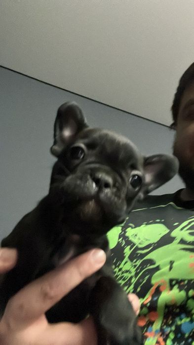 Продам щенков французского бульдога