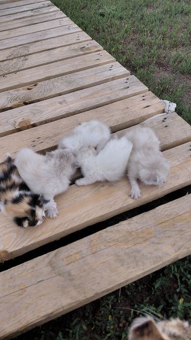 Отдам котят в хорошие руки