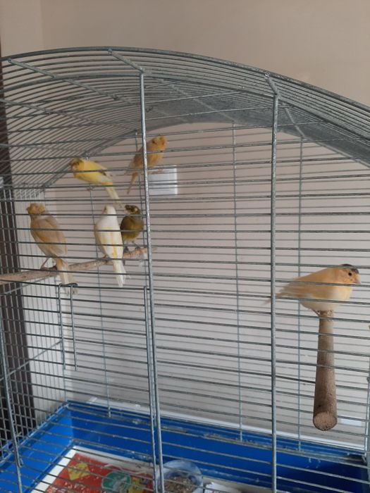 Vând canari 6 buc
