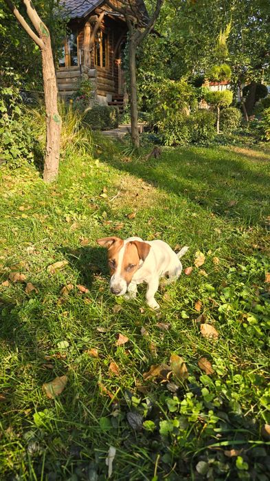 Вязка Джек Рассел терьер