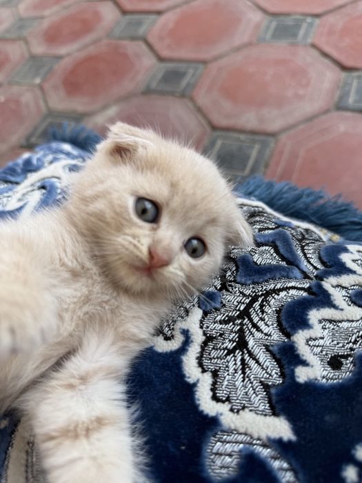 Скотиш фолд мушукчалар сотилади
