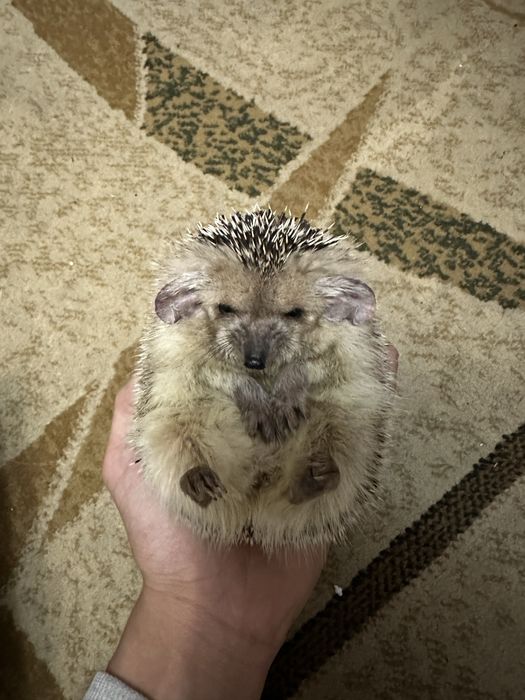 Ежик ручной домашний