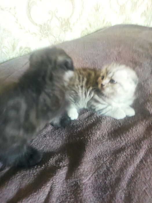 Шотландский котенок