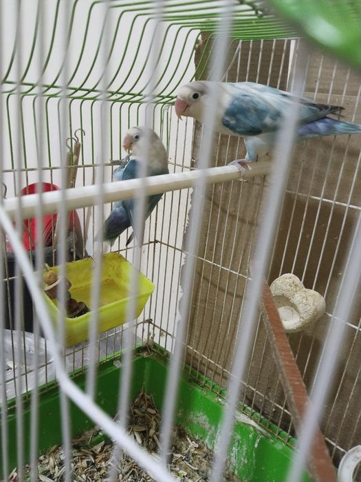 Карела неразлучник