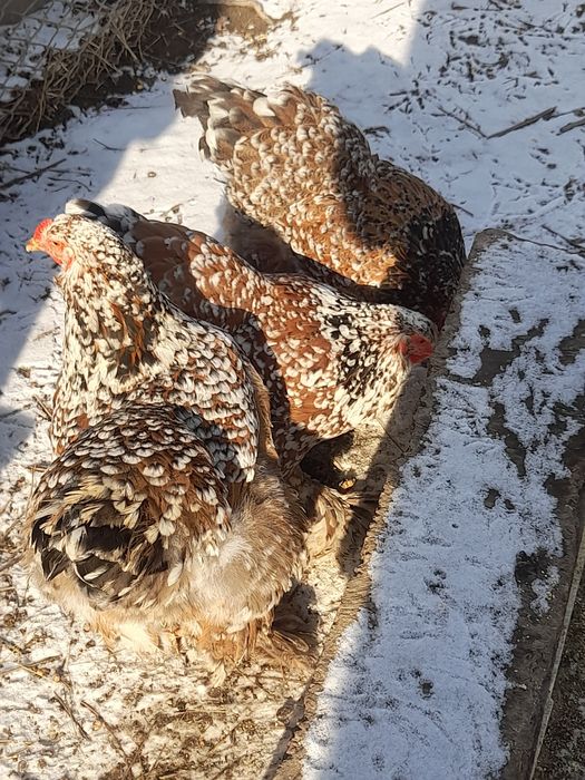 Vănd ouă brahma hd și brahma culoarea porțelan