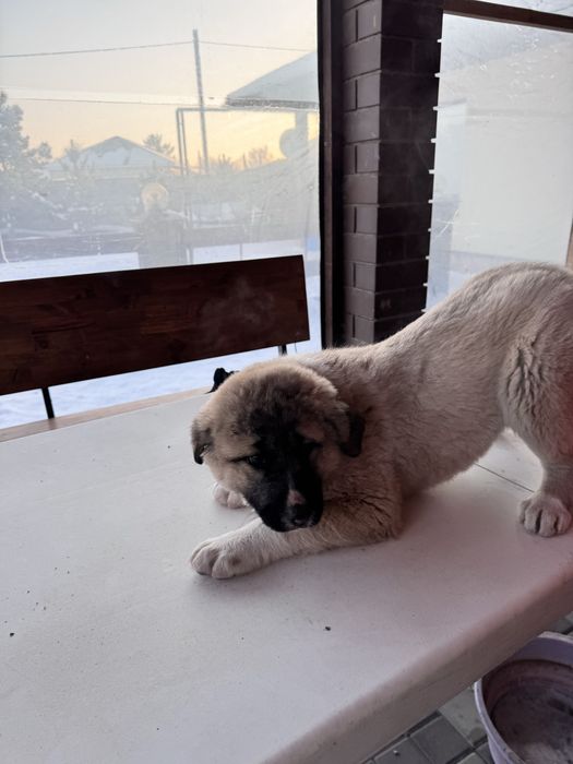 Продам щенков кангала