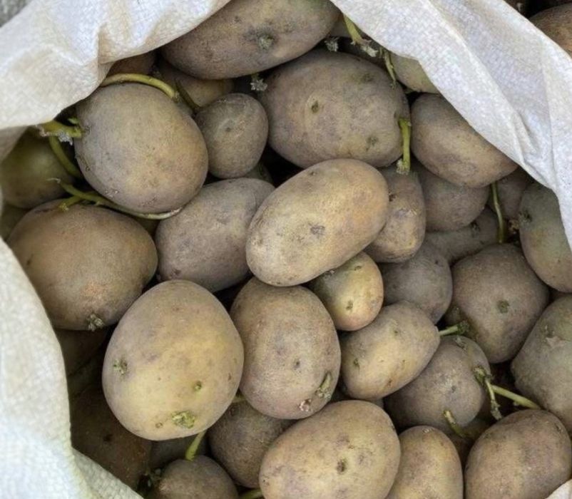 Картофель семеной