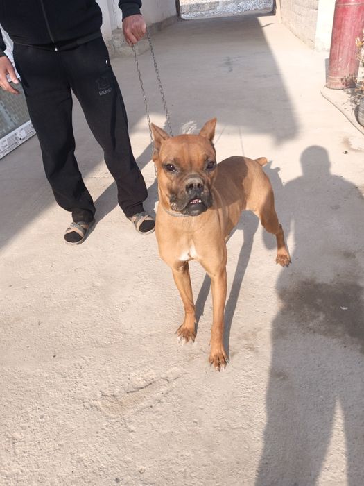 Продам Немецкий боксёр