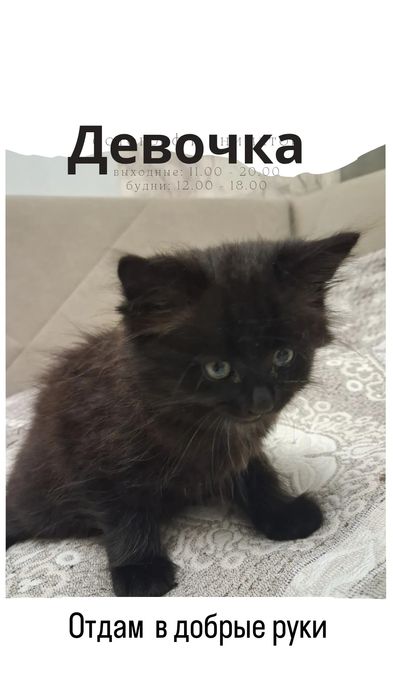 Отдам в добрые руки котят