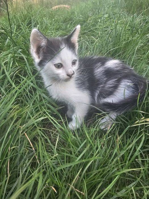 Ofer spre adopție acești pui de pisică, se atașează  repede și sunt foarte blânzi. Au două luni. Pentru mai multe informații  lăsați mesaj în privat!