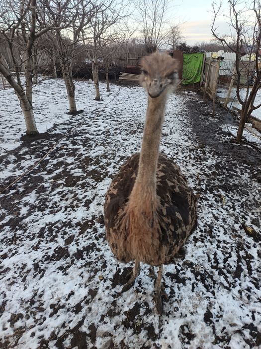 Vând un struț mascul cu vârsta de șase luni.