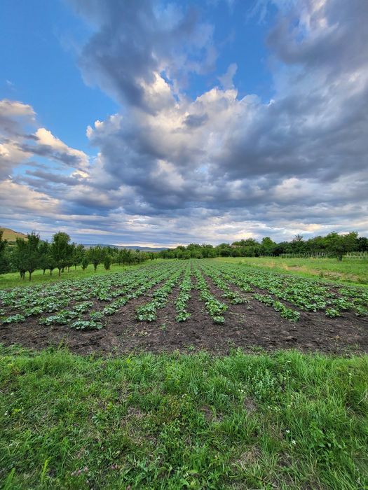 Castraveți ecologici