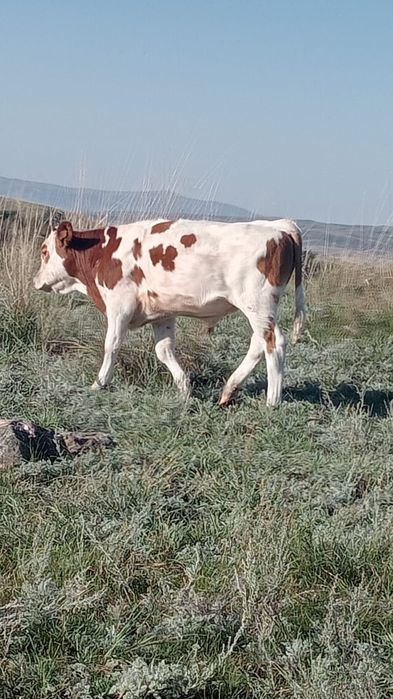 Продам бычка 9 меяцев