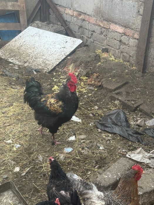 Продам домашних молодых петухоы