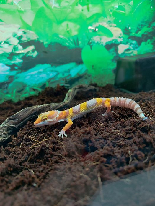 Эублефар. Малыш. Продается.