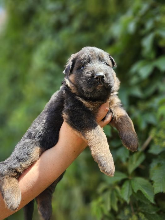 Немецкая овчарка