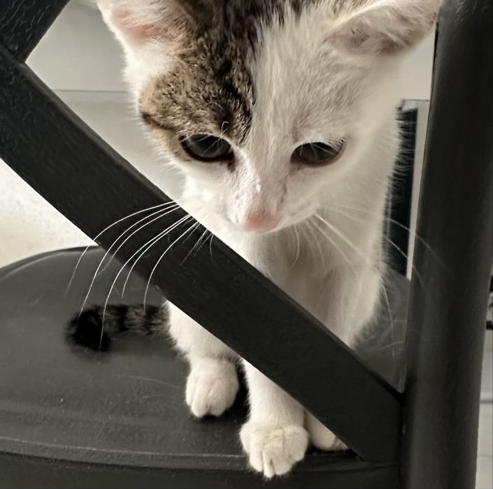 Котенок мальчик 3 месяца