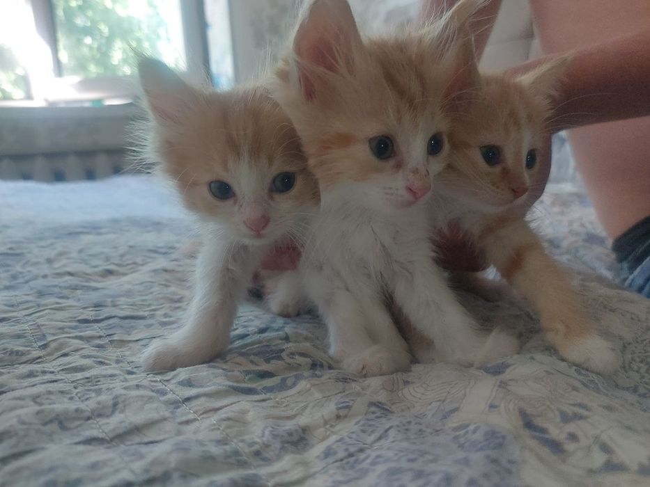 Отдам котят в хорошие руки