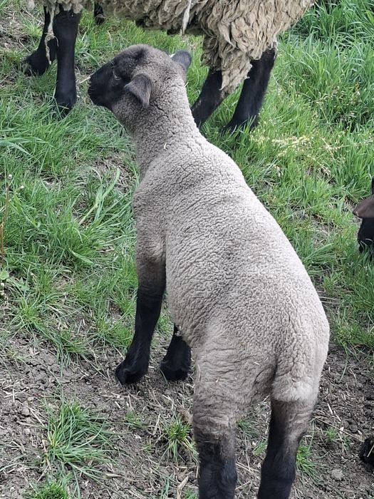 Vând oi Suffolk cu miei