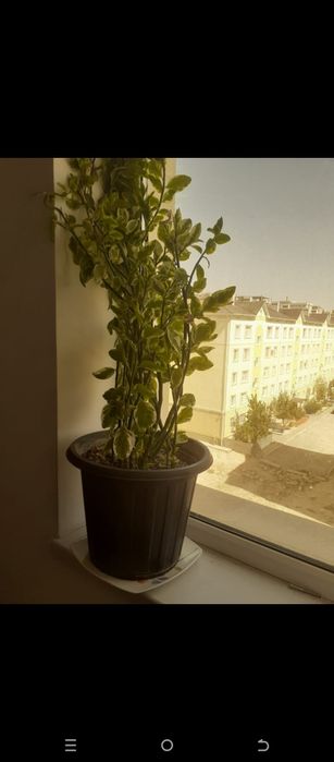 Алоэ растение в горшке