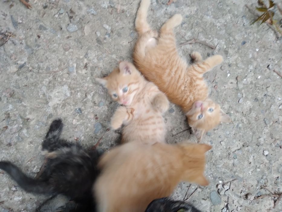 Котята рыжие мальчики