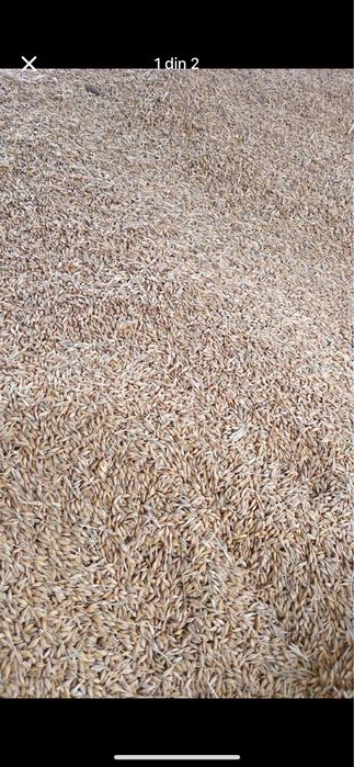 De vanzare grau anul 2025