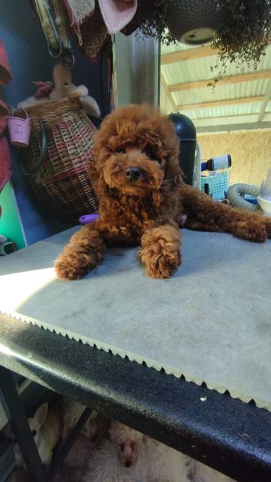 Продам щенков той пуделя