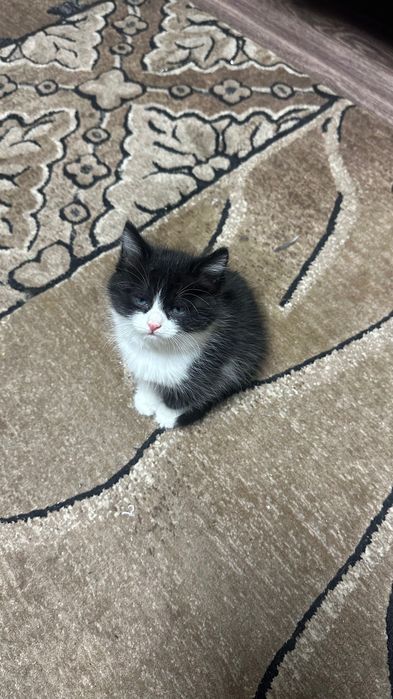 отдам котенка в добрые руки
