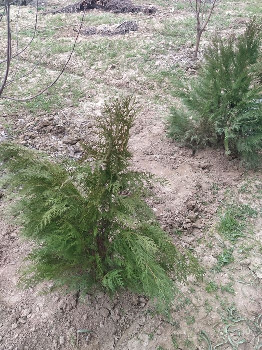 Archa, past boʻyli kichik hajmli gʻarb tuyasi